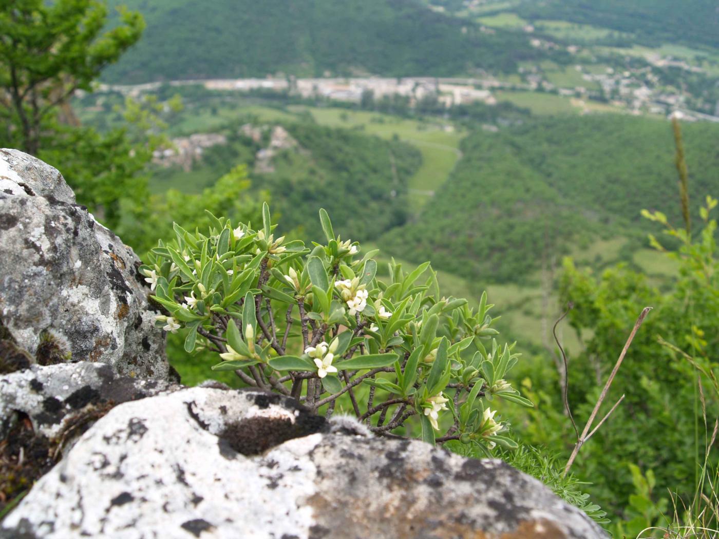 Mezereon, Alpine plant